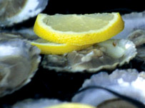 Falmouth Oyster Festival