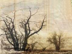 Richard Mabey - Nature Cure