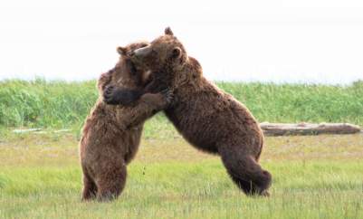 Two Alaskan Brown Bears embracedin a hug.