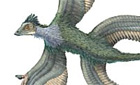 Radio 4: Dinobirds © Portia Sloan