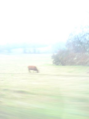 Cow