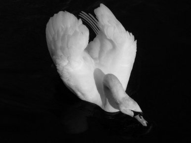 Swan