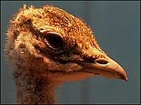 Bustard chick