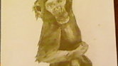 Chimpanzee