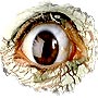 Eyewitness Accounts