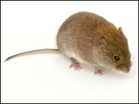 A mouse