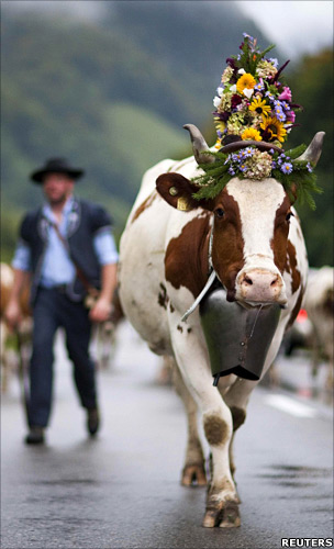 Cow
