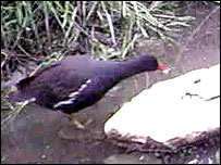 Moorhen