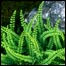 Spleenwort Photo courtesy of YDNP