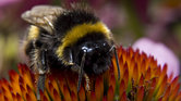 Bumblebee Bumblebee
