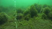 A hydrothermal vent