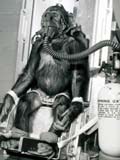 Chimpanzee subjected to testing