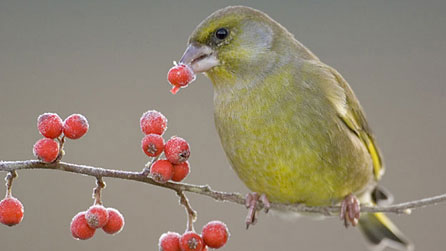 Greenfinch by mark Hamblin