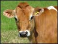 Jersey Cow
