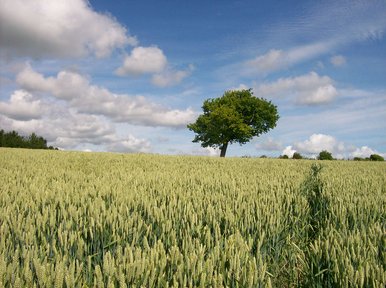 Lone tree