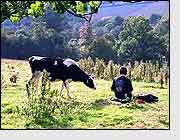 a friendly bullock