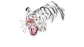 Tiger sketch...