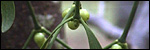 Mistletoe