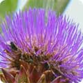 Cynara cardunculus