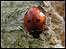 ladybird