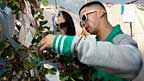 N-Dubz check out the festival go-ers wishes on the Wishing Tree