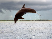 A diving dolphin