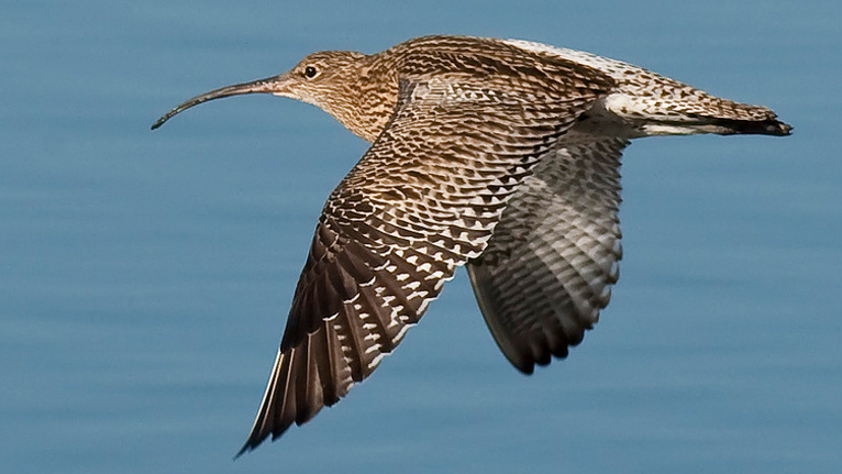 Curlew in flight