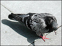 pigeon