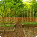 Vegetable plot