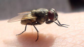 Fly