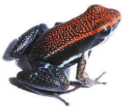 Non-Toxic Frog