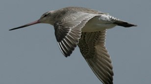 Alaskan Bar-tailed Godwit