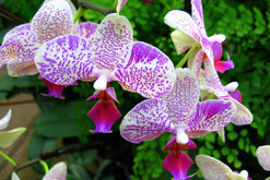 Orchids - photo by Uriba on Flikr