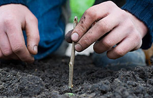 Inserting hardwood cutting into the ground