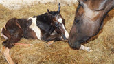 Ally and newborn... Ally and newborn...
