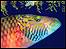 Cheeklined wrasse