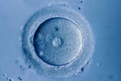 A fertilised egg