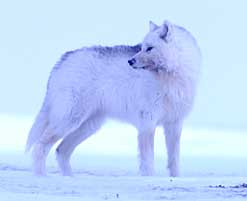 An arctic wolf