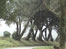 Trellowarren
