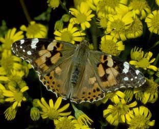 Painted Lady Butterfly from the Nature Picture Library