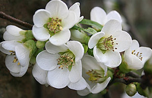 Chaenomeles