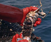A lobster caught by local fishermen laden with eggs