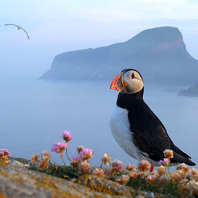 Puffin