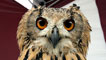 Day 4 - Precious the eagle owl
