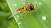 Frau Schwebfliege...
