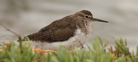 Common Sandpiper, copyright owned by RSPB.