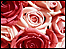 pink and red roses