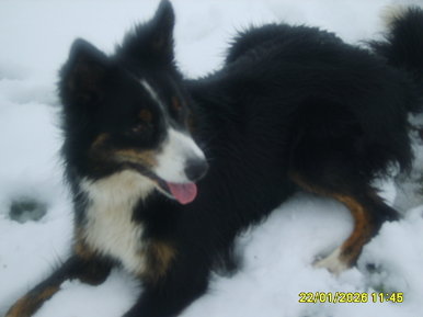 Indie the sheepdog