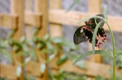 Butterfly on a roof top terrace