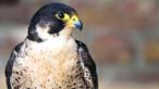 Peregrine falcon